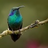 Kolibrik zeleny - Colibri thalassinus - Green Violet-earo1148